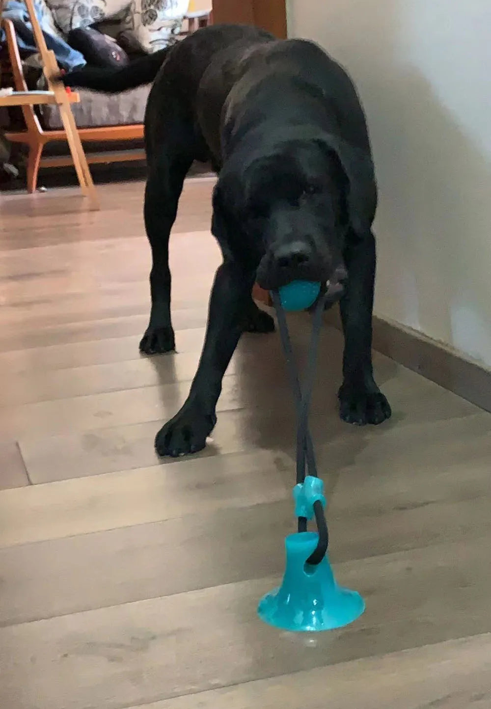 Dog Silicon Cup Suction Tug Ball Toys